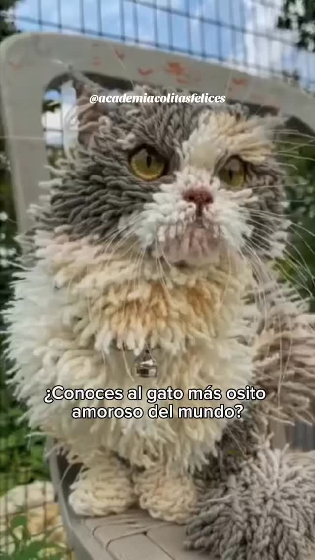 ¿Has oído hablar de esta raza de michis? ¿Tienes un michi de estos ...