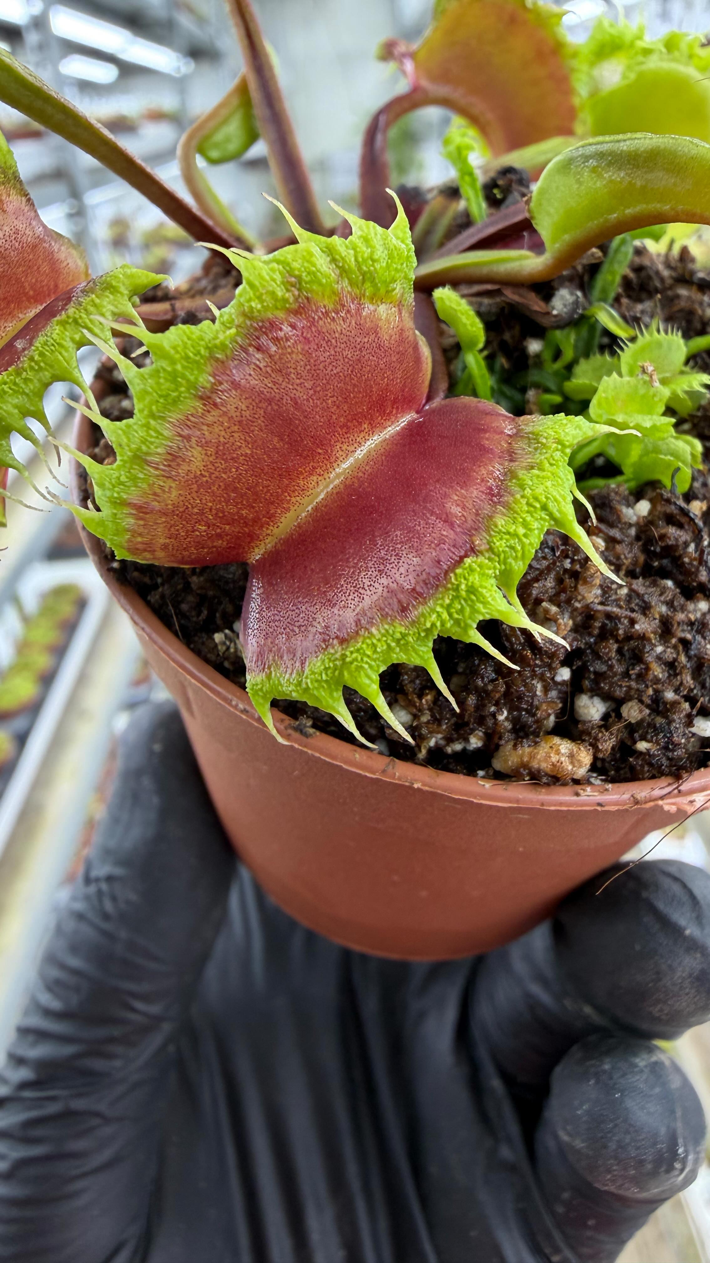 ハエトリソウ(werewolf×B52)×(aspera×B52) 食虫植物 This amazing (Aspera X B52) X AR werewolf is our last plant that