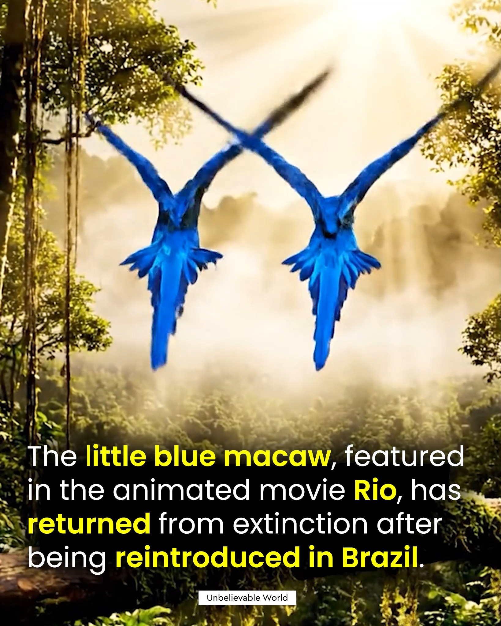 💙🕊️ The Real-Life Comeback of the Little Blue Macaw from Rio 🌎 Once ...