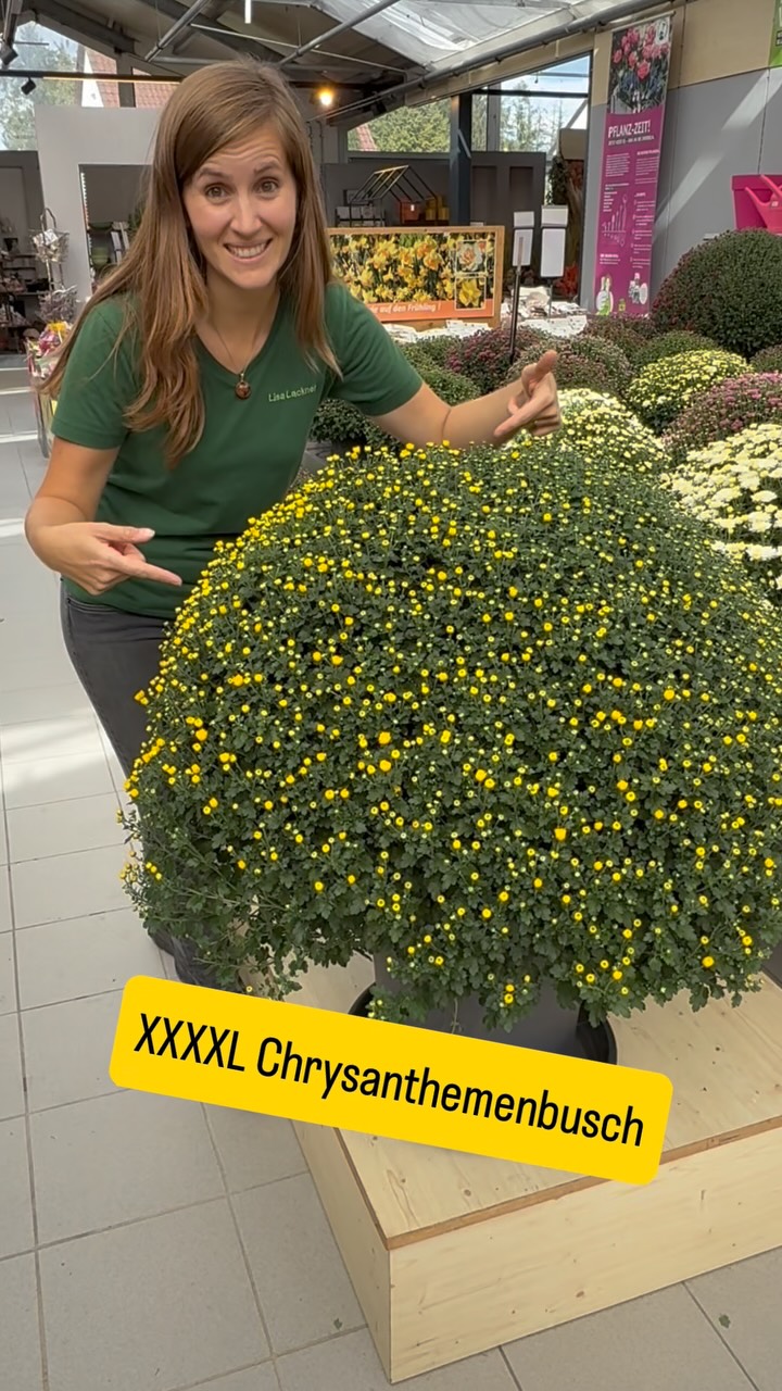 🌸 Der XXXL-Chrysanthemenbusch ist dir zu groß? Kein Problem! 😍, Dann schnapp dir einfach unseren XL-Chrysanthemenbusch aus eigener Produktion! 🌿🌸, Und das Beste: Bis 26.09. bekommst du 3 Stück für nur