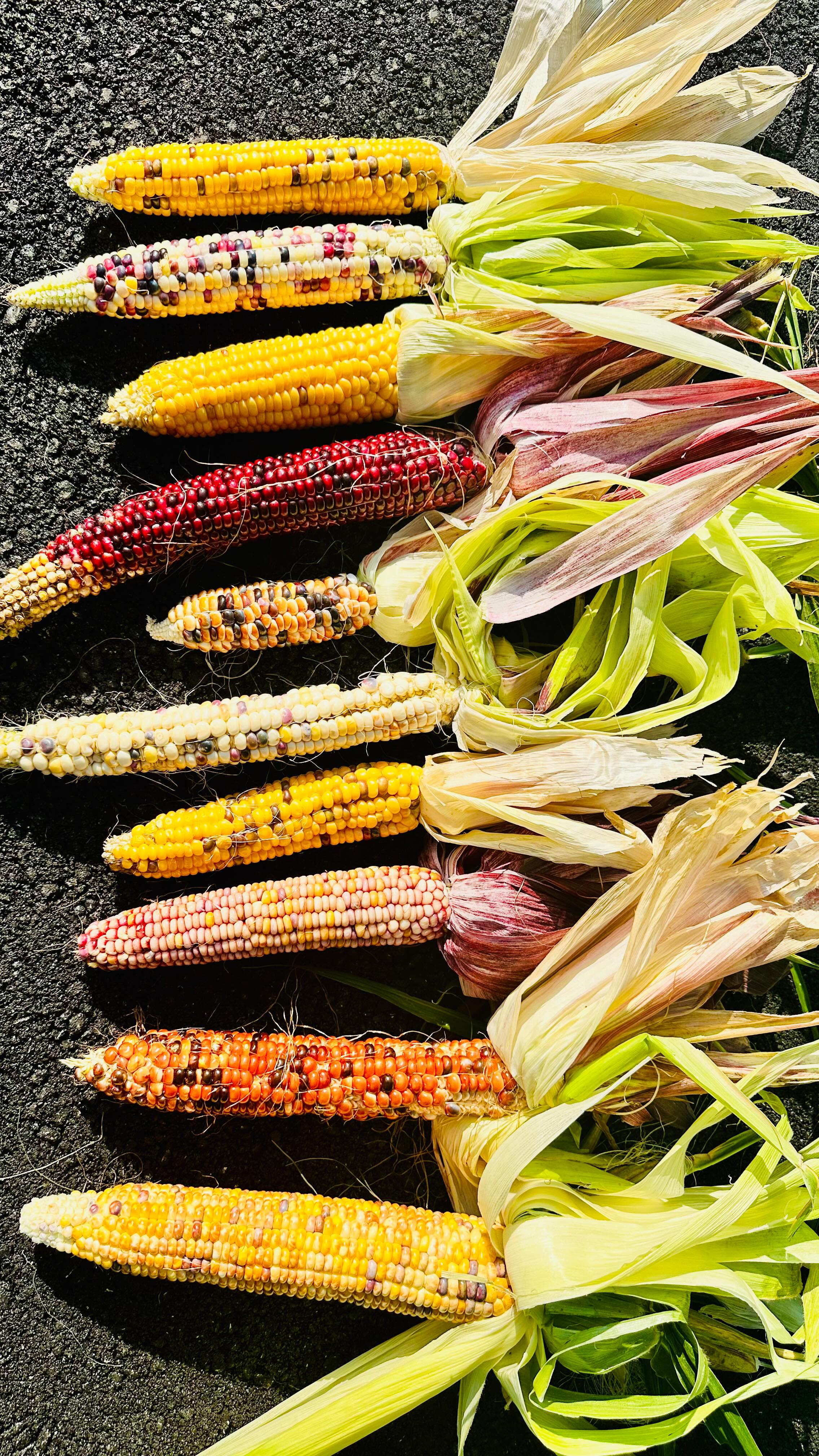 Colorful Indian corn with jewel-toned kernels