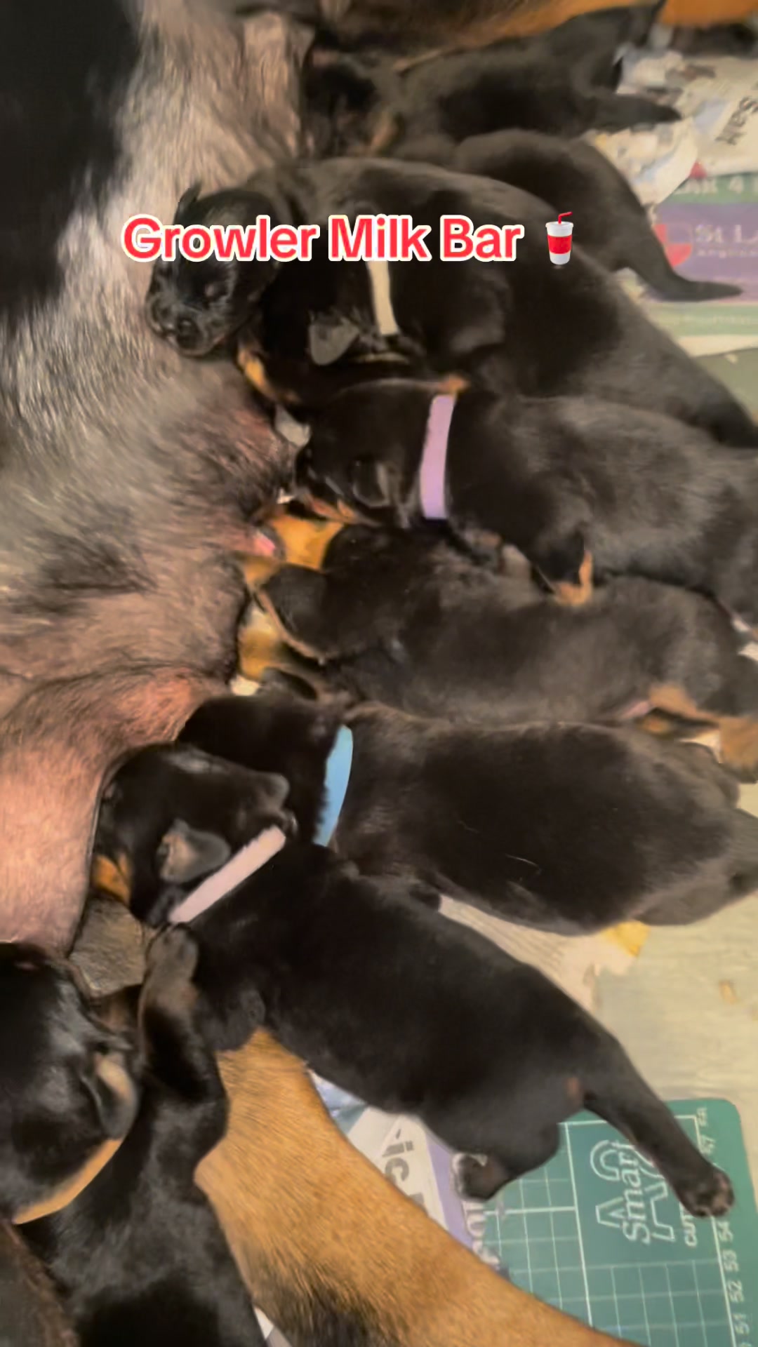 Growler Rottweilers on Reels | Facebook