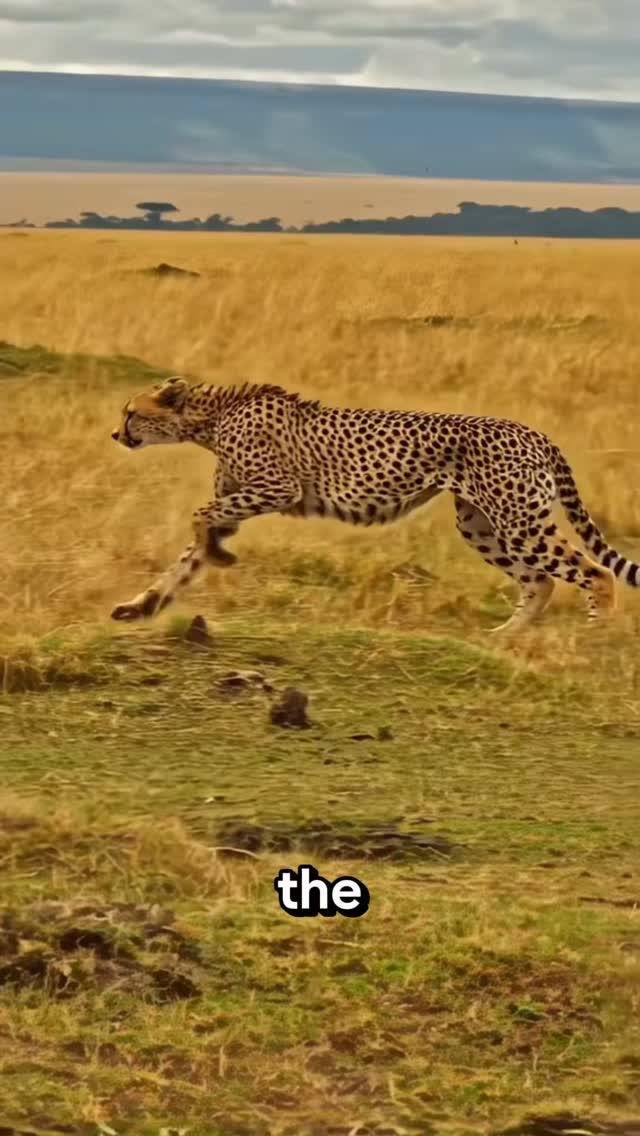 🐆 The only way to outrun a cheetah? Ride something faster. Ride ...