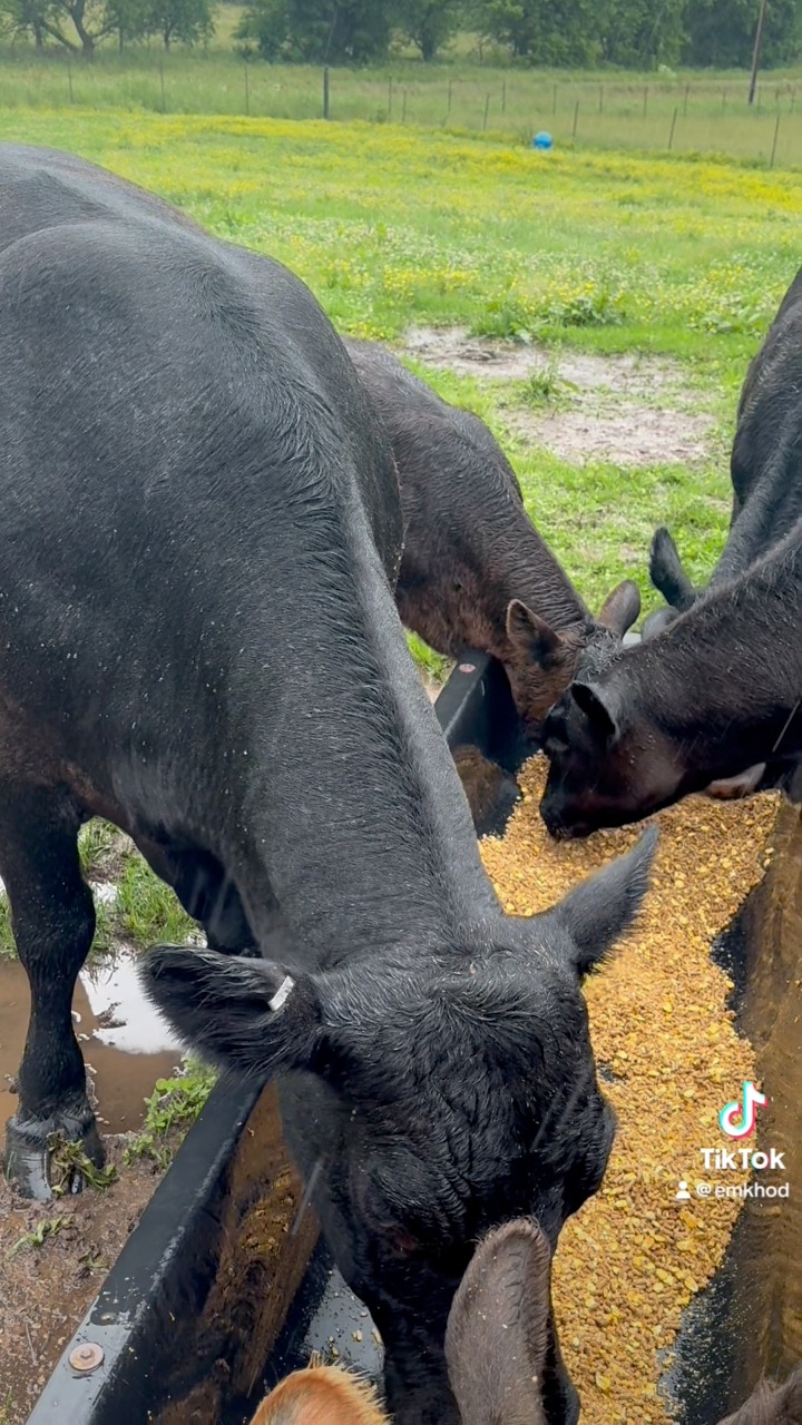 Cow Cow update. Everyone is doing great. It’s been super muddy and ...