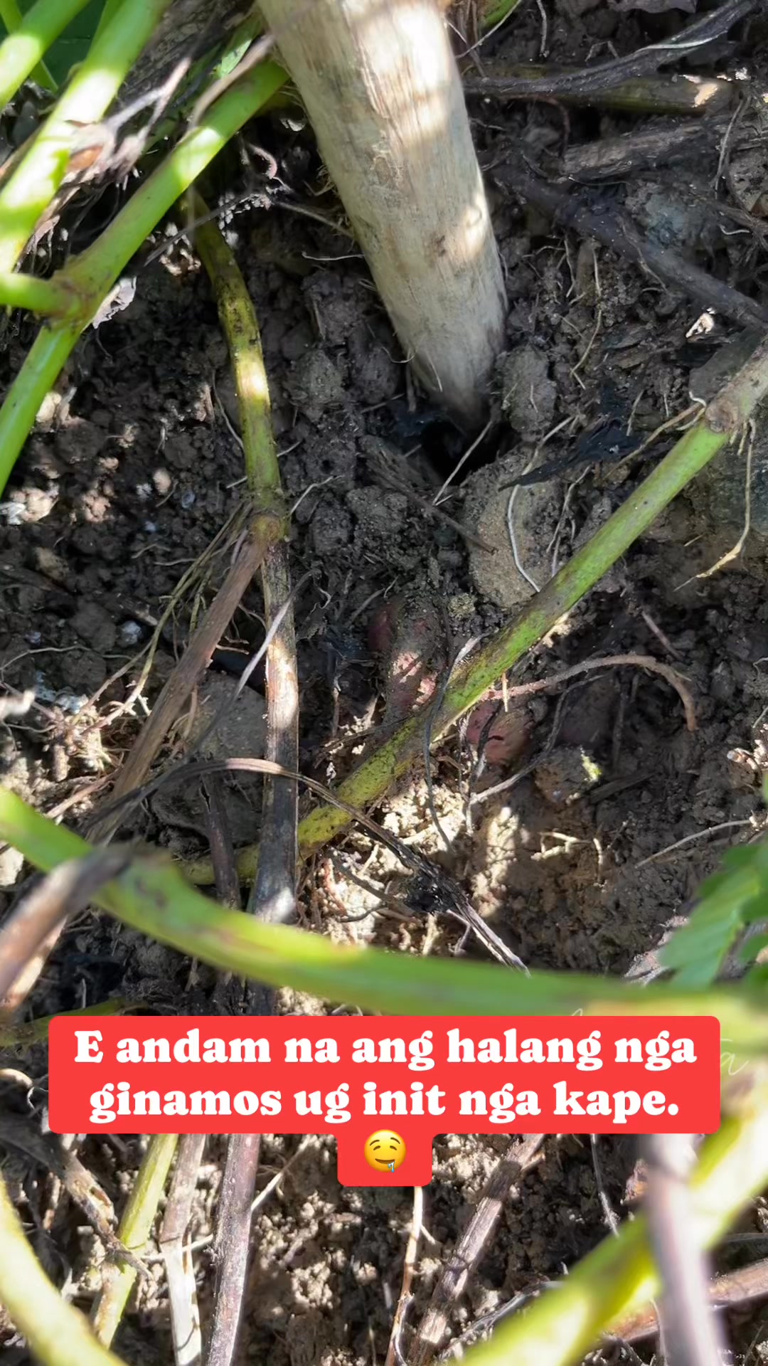 Libre na sab atong timo-timo diri sa bukid. #itsmeaugusta #bukidlife # ...