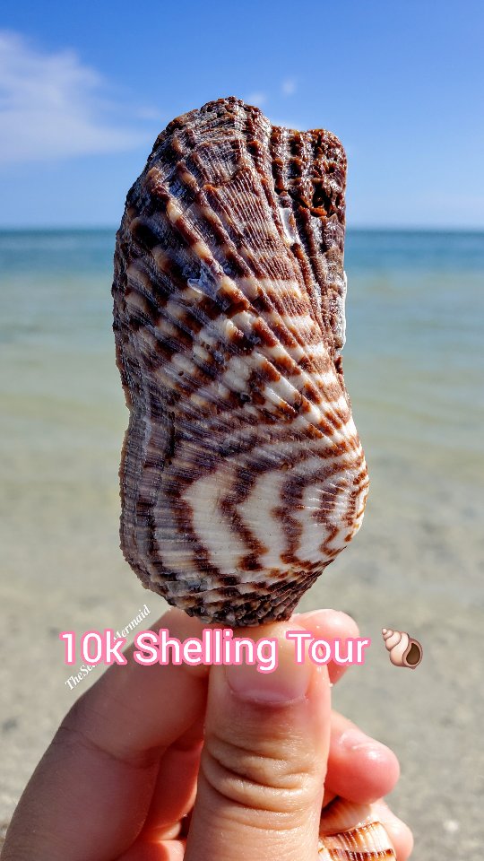 Florida Shelling tour with @reel_kind 🐚 #tenthousandislands # ...