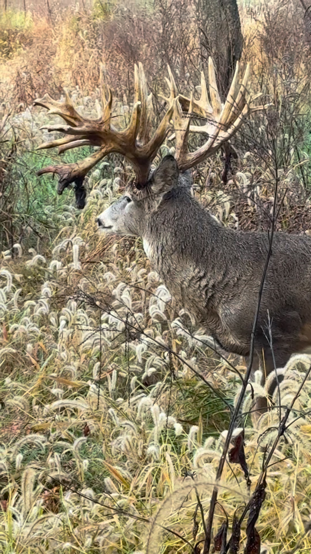 Will he hit 400 inches ? #deerhunting #hunting | Jerry Stafford | Facebook