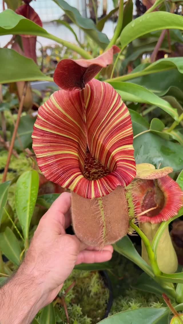 I really like this N. [(Rokko 'Exotica' x boschiana) x veitchii] x