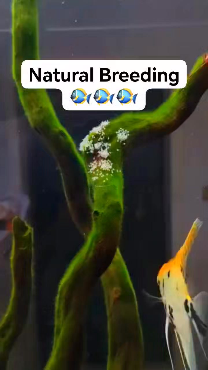 🐠 Breeding in the moss 😱 Purpose: Moss (like Java moss) is often used ...