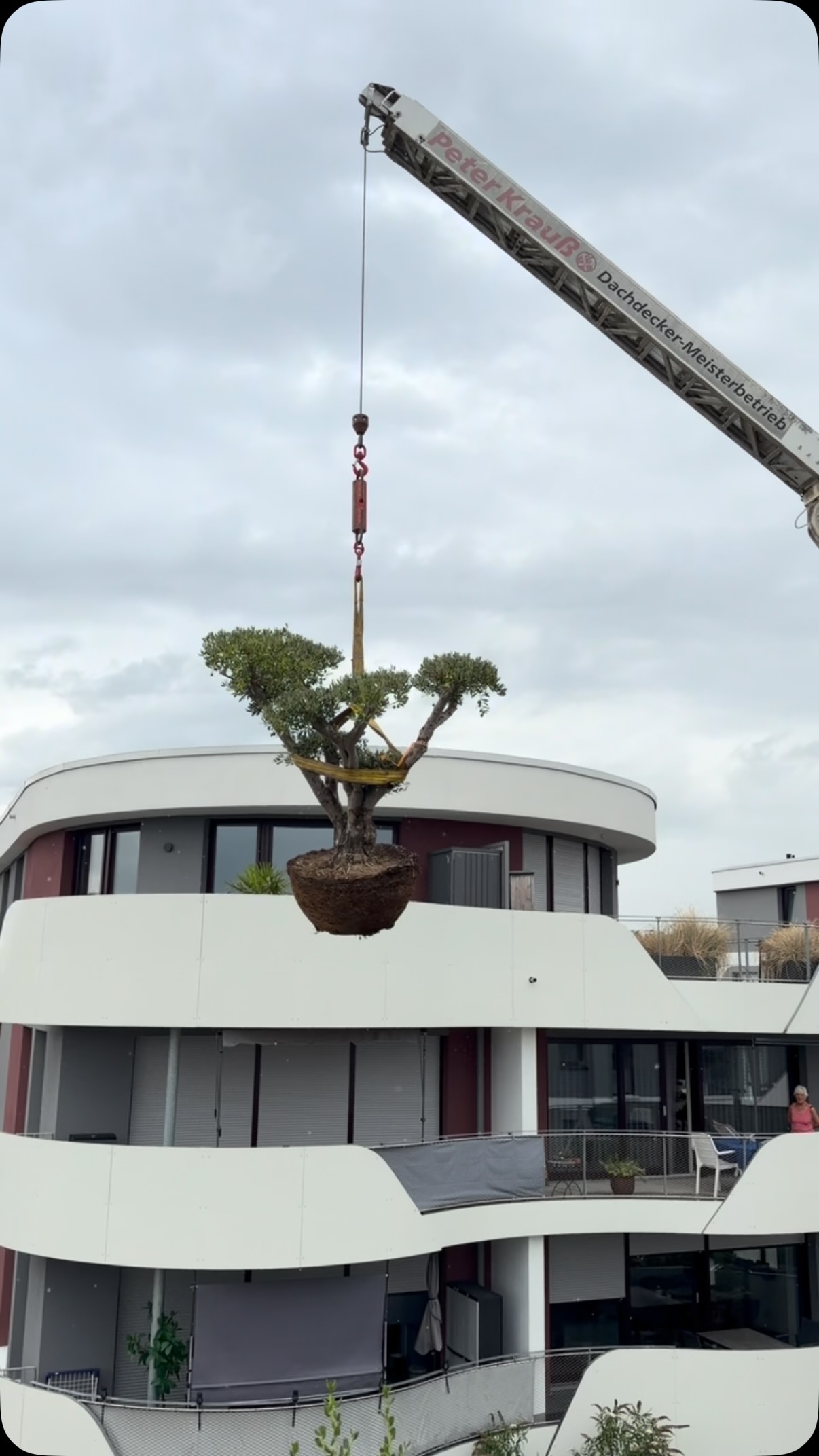 Terassen Oase 🫒😍🌴😎, #exoticplants #olivertree #rooftop #stuttgart | Palmen Riedel