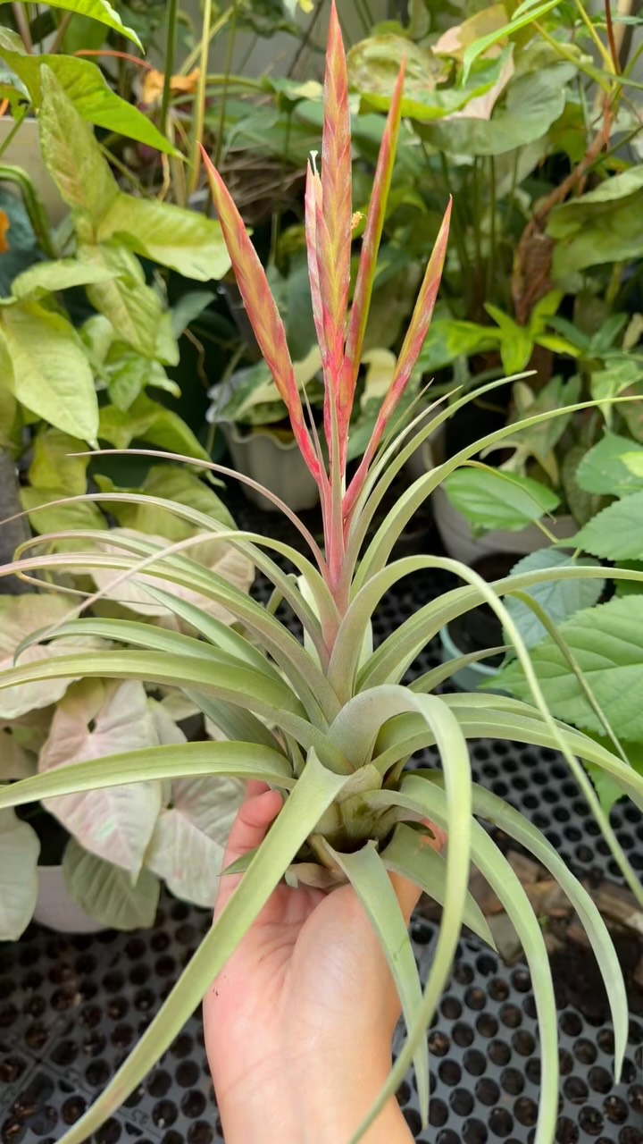 Tillandsia concolor Red Prince: The normal Tillandsia concolor has