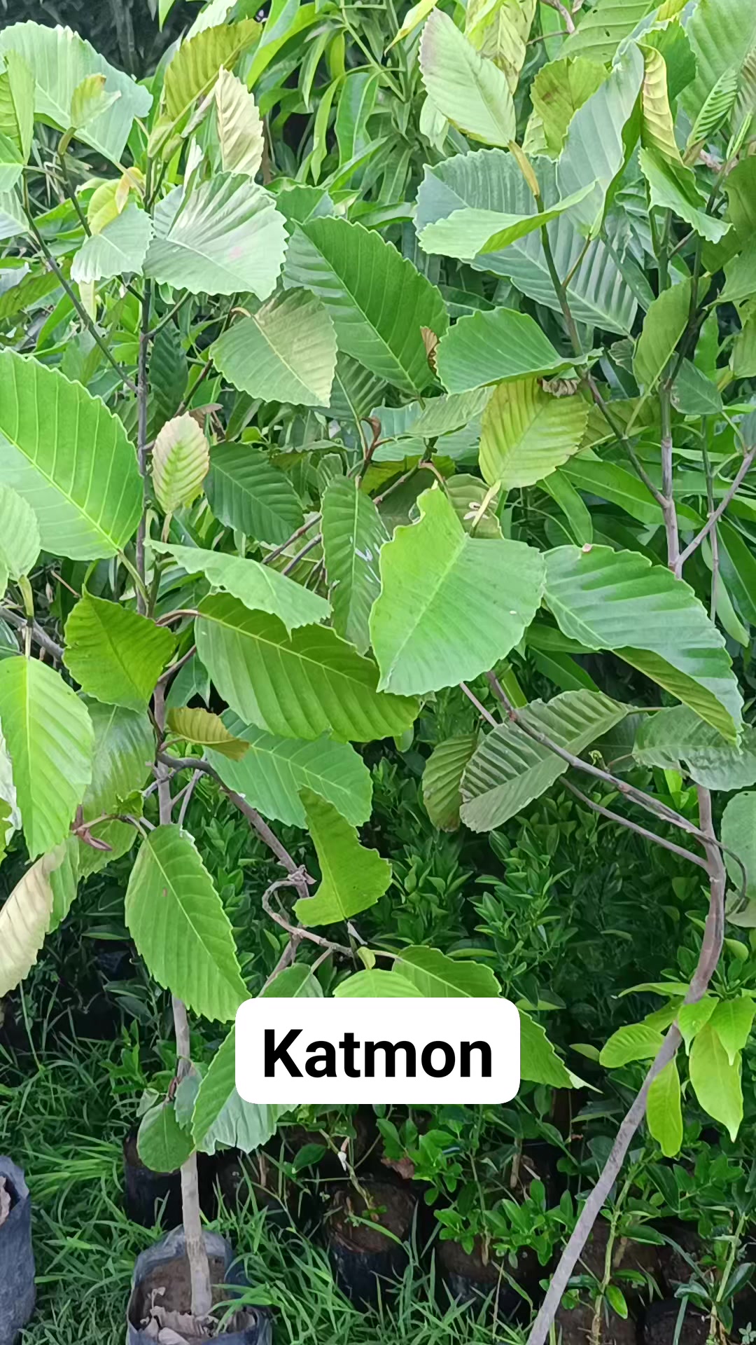 #katmon | Mathea's Garden: Plant & Tree Nursery | Facebook