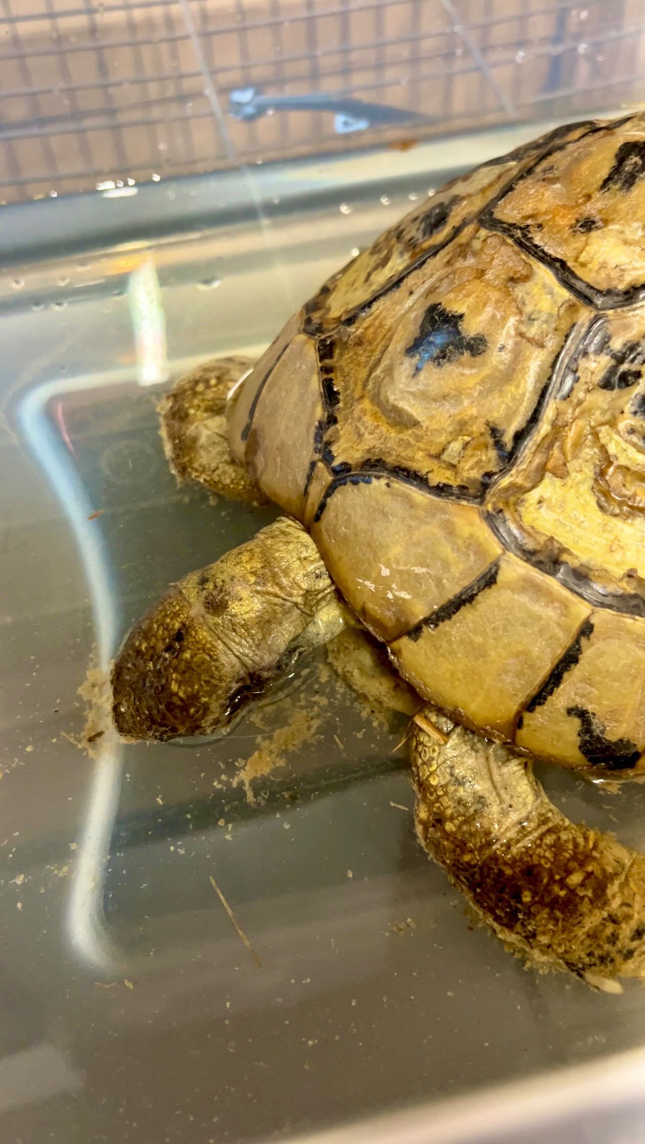Did she drown?! 😱 #tortoise #tort #tortoiselife #tortoiselove # ...
