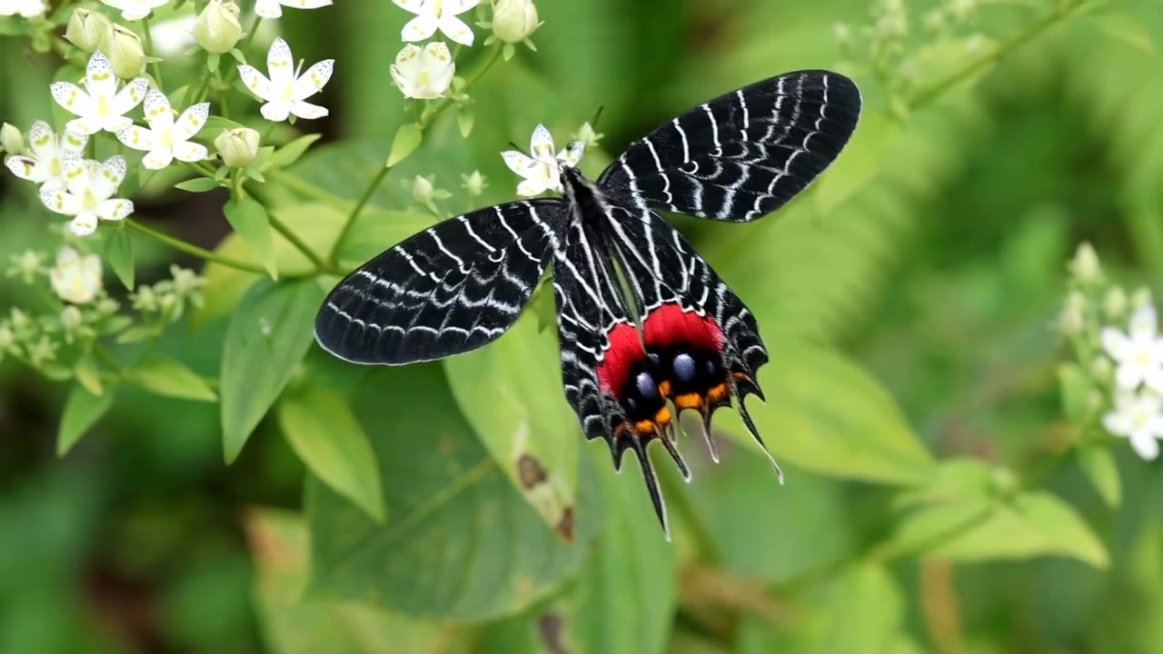 Discover the Majestic Bhutan Glory Butterfly! We are thrilled to