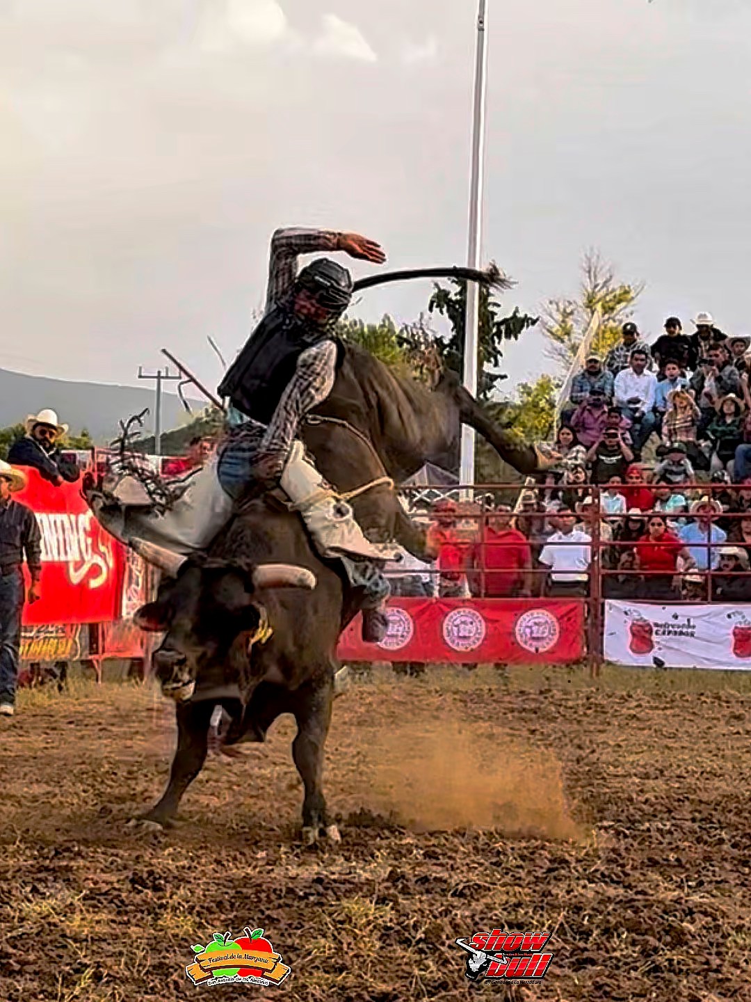 Show bull rodeo | Arteaga