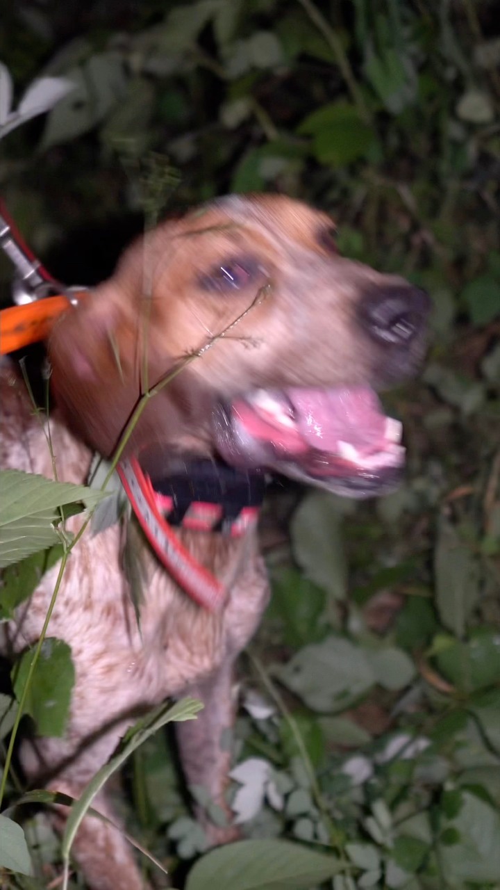 2025 Kraken Pup Hunt winner Whatz Kraken Rip