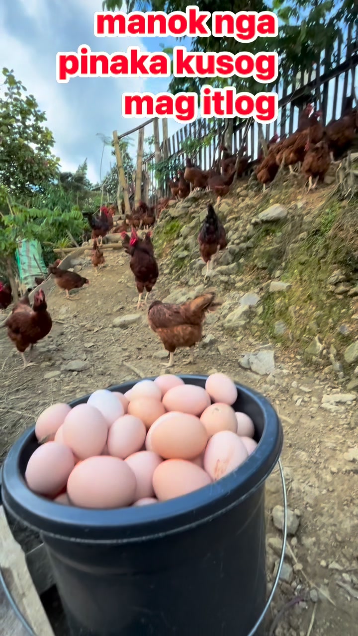 Manok nga pinaka kusog mag ITLOG Rhode Island red # ...