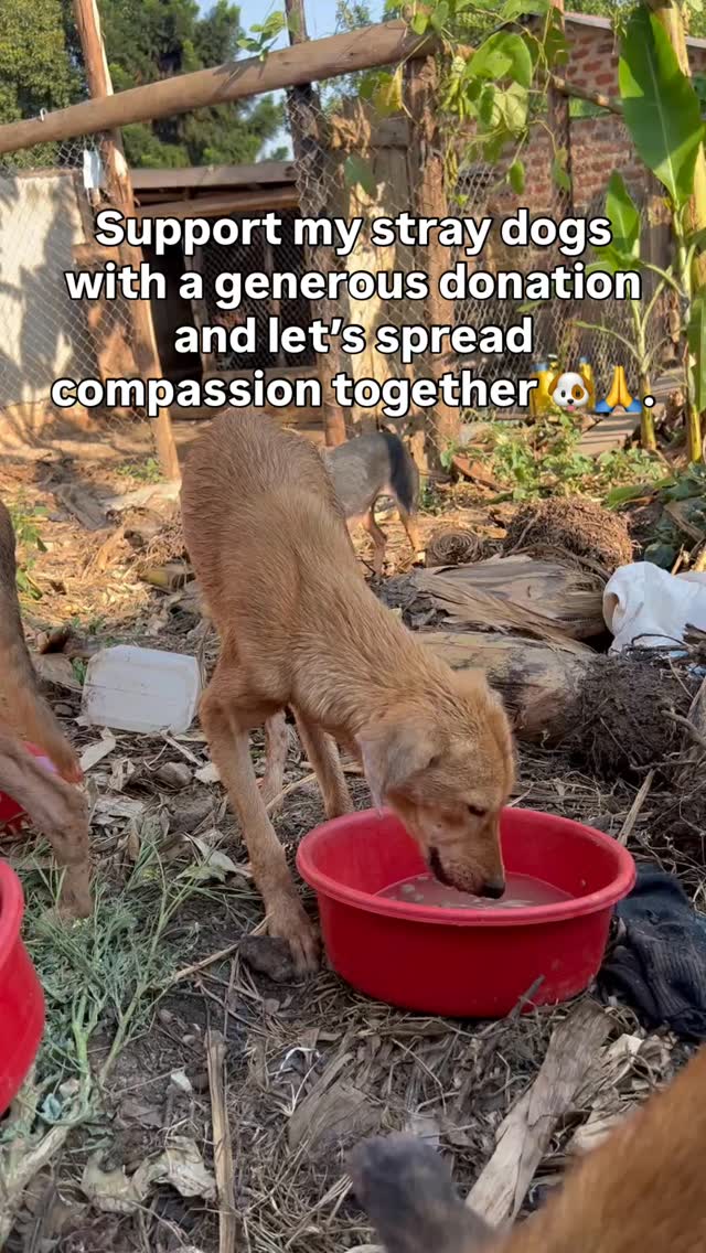 Give with Love, Donate with Kindness 🐾 ️. Support my stray dogs with a ...