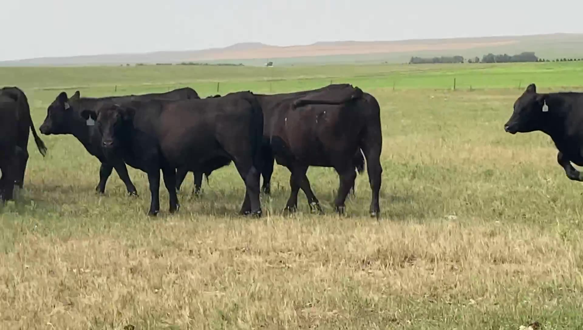 Hot Barn Report - Wow! Off the famous Kling Ranch in North...