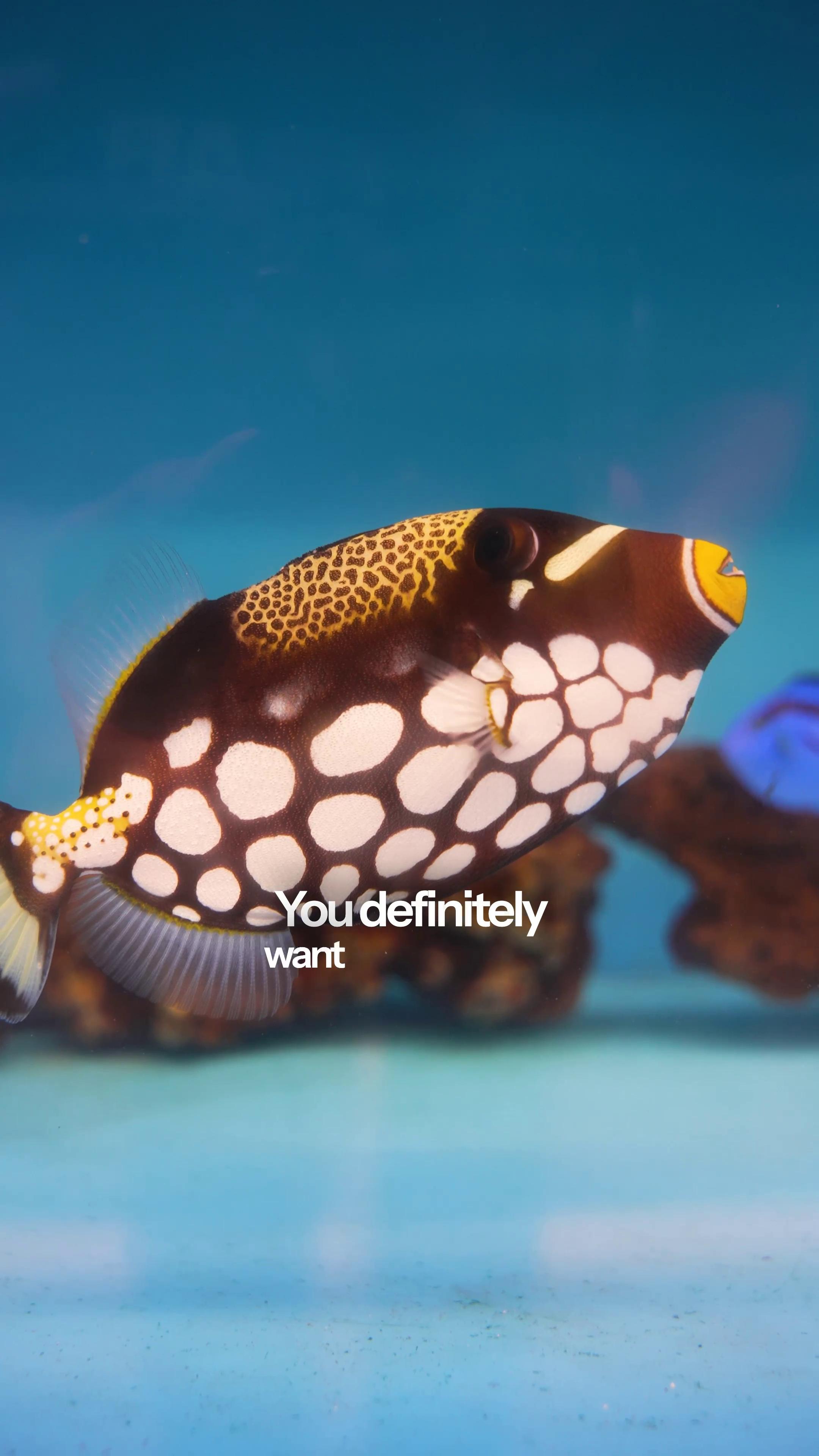 Fresh Look at Some Saltwater Fish Come With Serious Attitude They Need Space