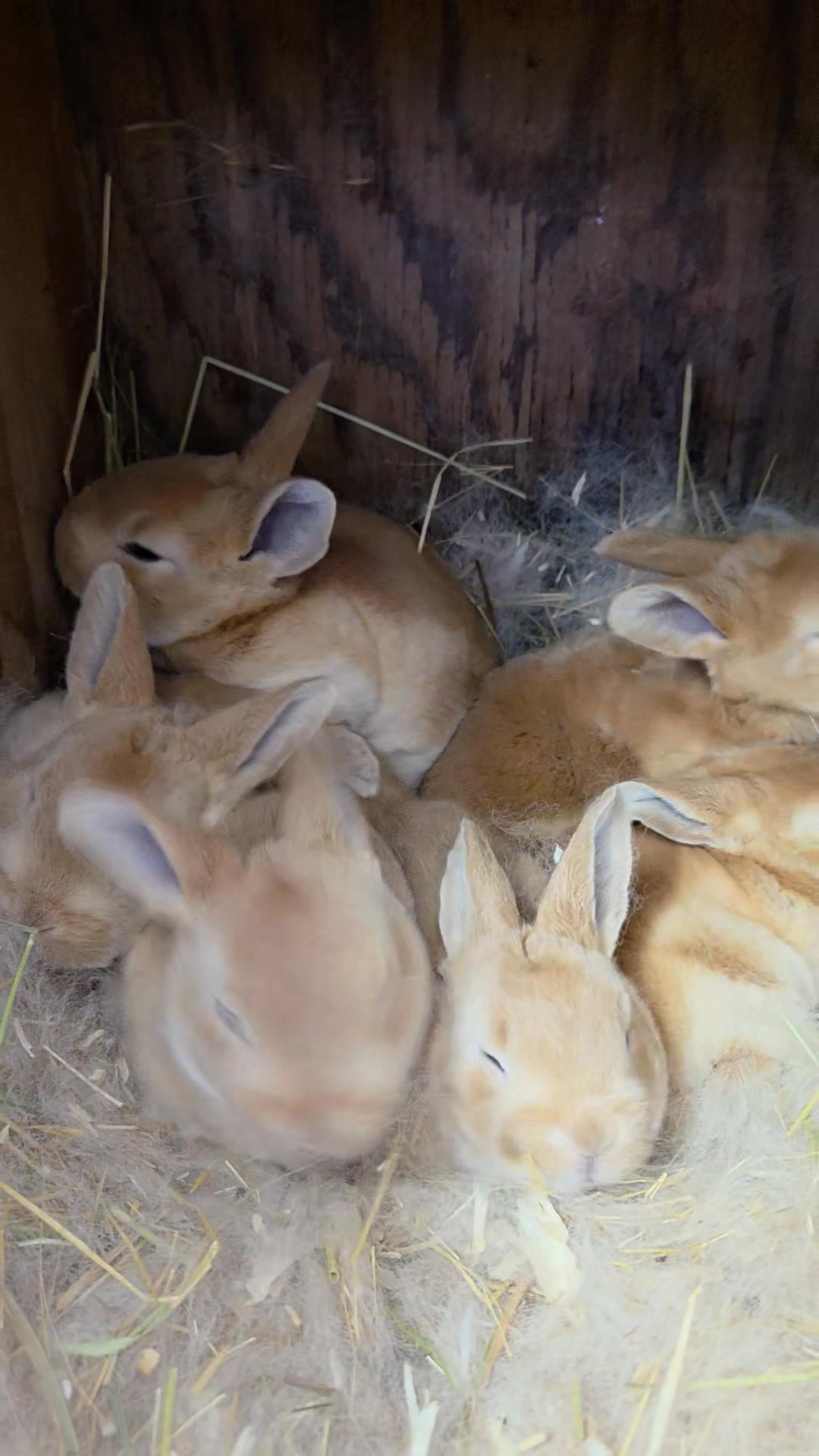 Red Rex Rabbits | Bella Rose Rabbitry | Facebook