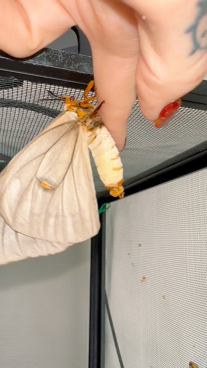 The ghostly silkmoth (Ceranchia apollina) | Jumping spider & Moth life