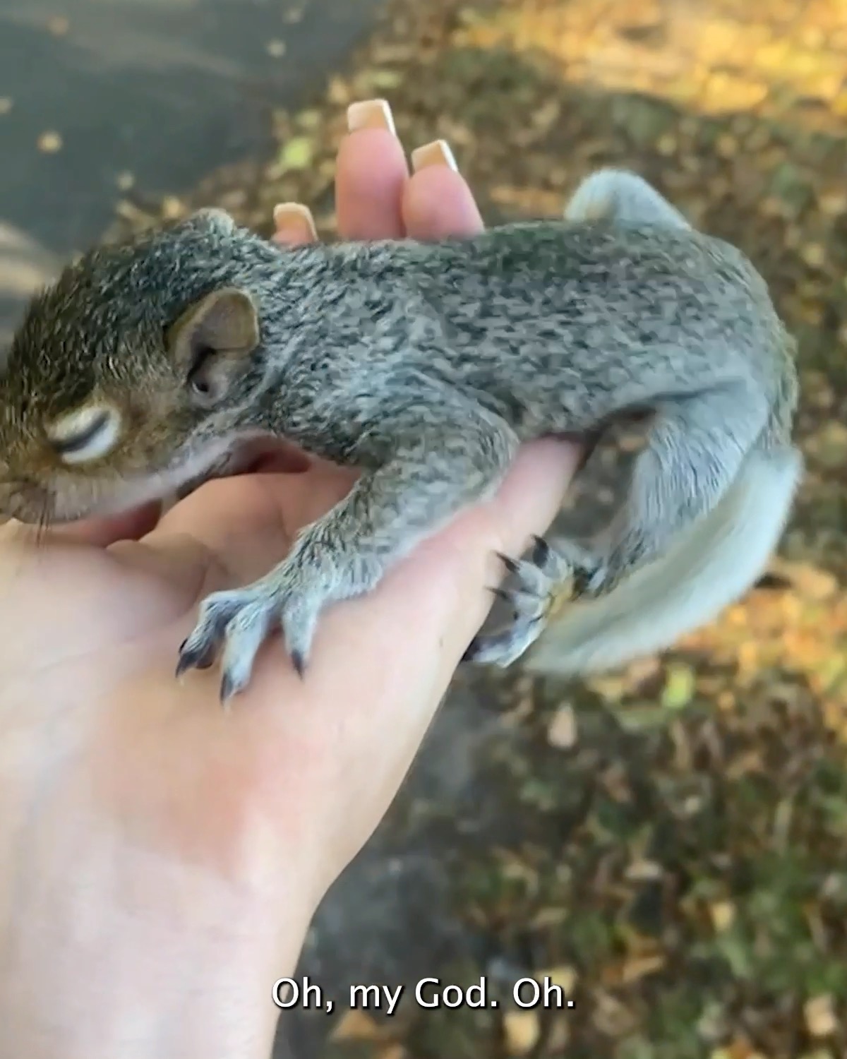 Girl saves baby squirrel 🥰 | squirrel | The girl saved an injured baby ...