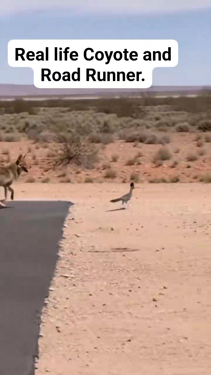 Road Runner and Wile E. Coyote - Harley Davidson