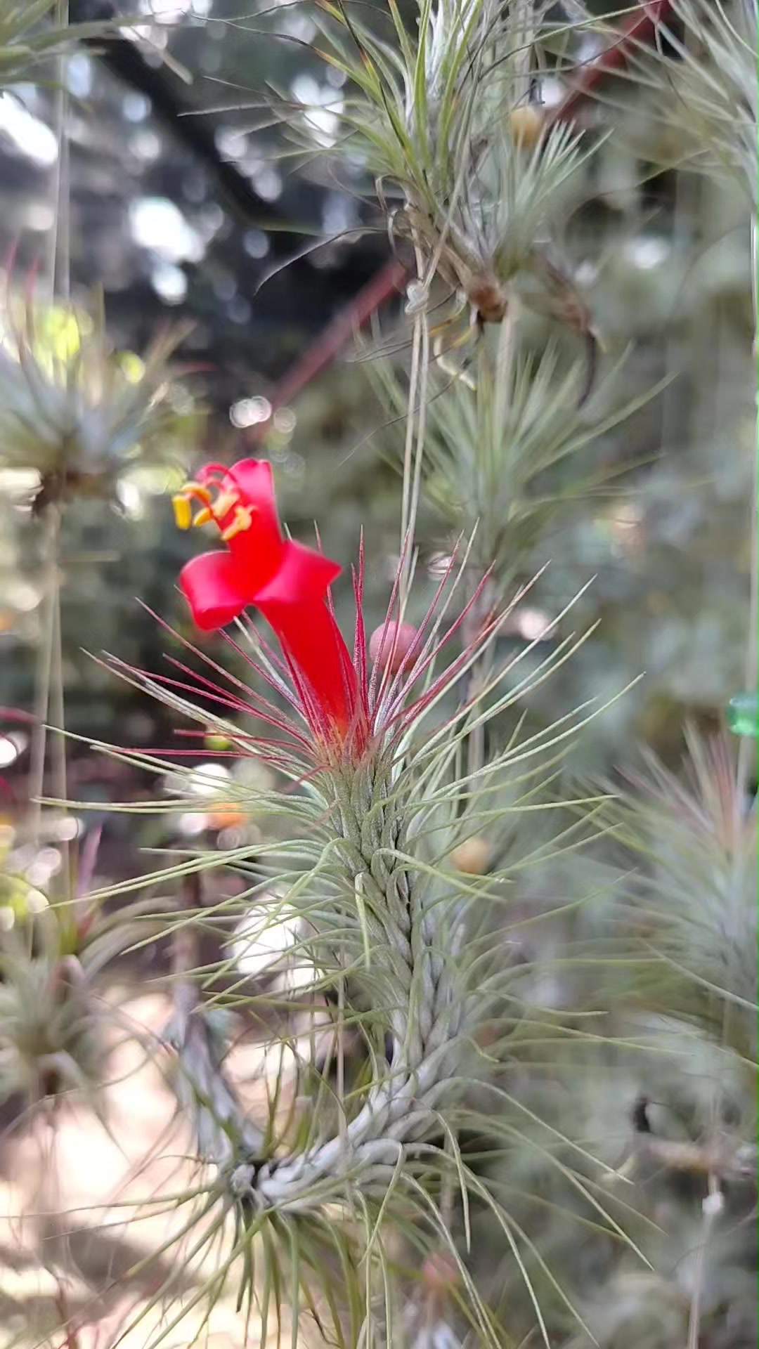 Tillandsia Domingo's Funckiana. One of my favorites.