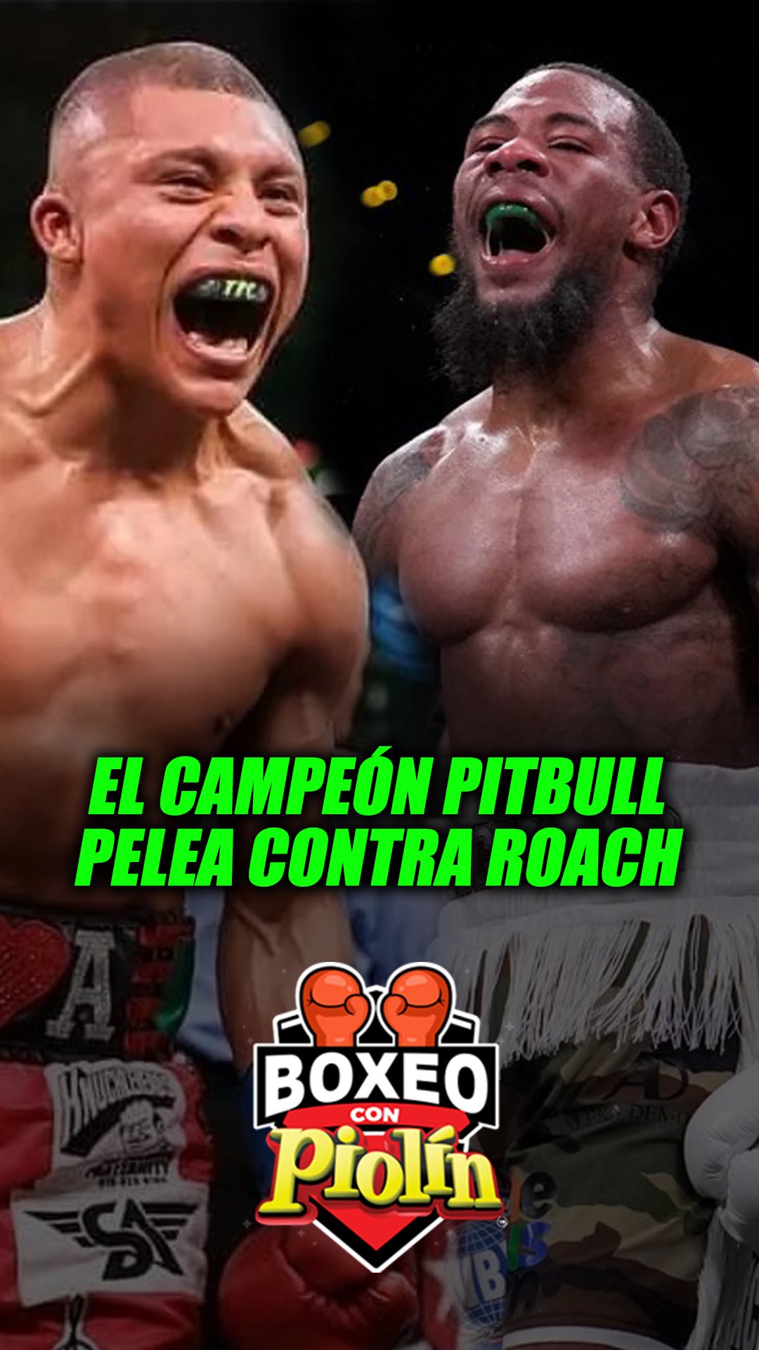 🔥🇲🇽 ¡El Campeón Pitbull pelea HOY sábado contra Roach! 🥊 ¿Quién crees ...
