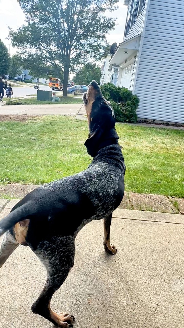 I still do this almost every... - Dixie The Praying Dog | Facebook