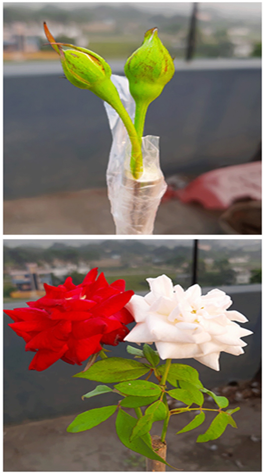 Rose Buds Grafting | Grafting Of Rose Plant With Full Update | How To ...