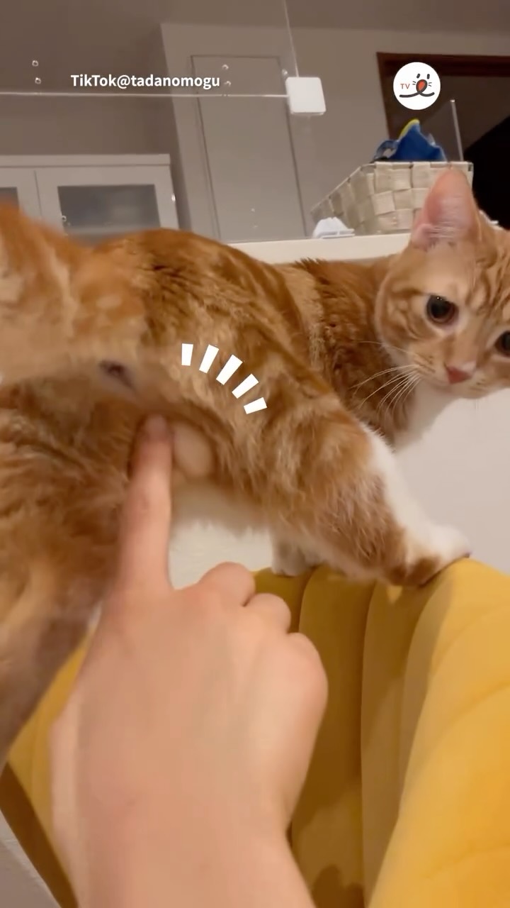 そこに「にゃんたま」があったから… via TikTok : tadanomogu ※投稿し