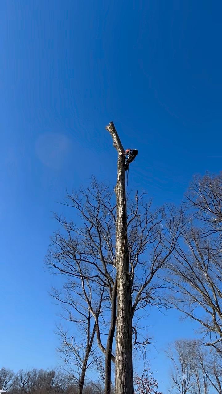 🌳 LOCAL TREE REMOVAL & EXCAVATION 🌳 ⚠️ Don’t wait for the next storm If ...