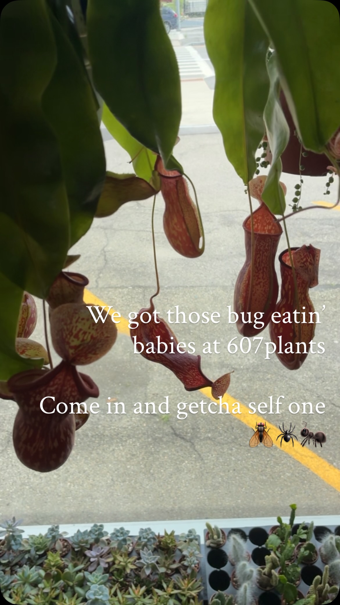 607plants | Vestal NY