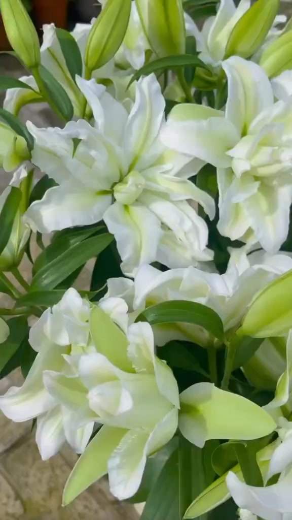 White Lilies 💖 #reels #fyp #lily #trending #aesthetic #love #flowers ...