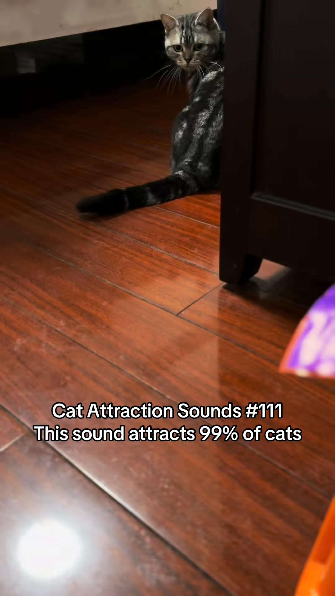 Did your cat react to this sound?😺🎵 #catsoftiktok #catsounds #catsong # ...