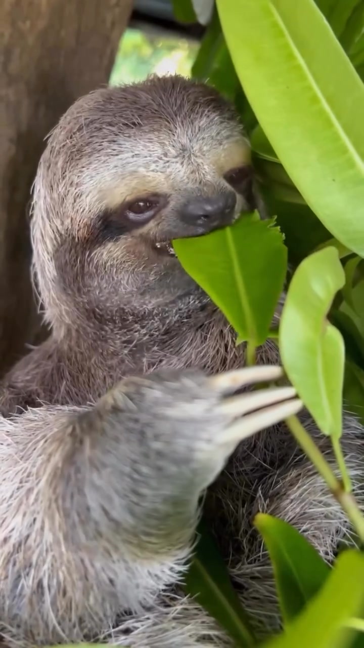 I Love Sloth on Reels | Facebook