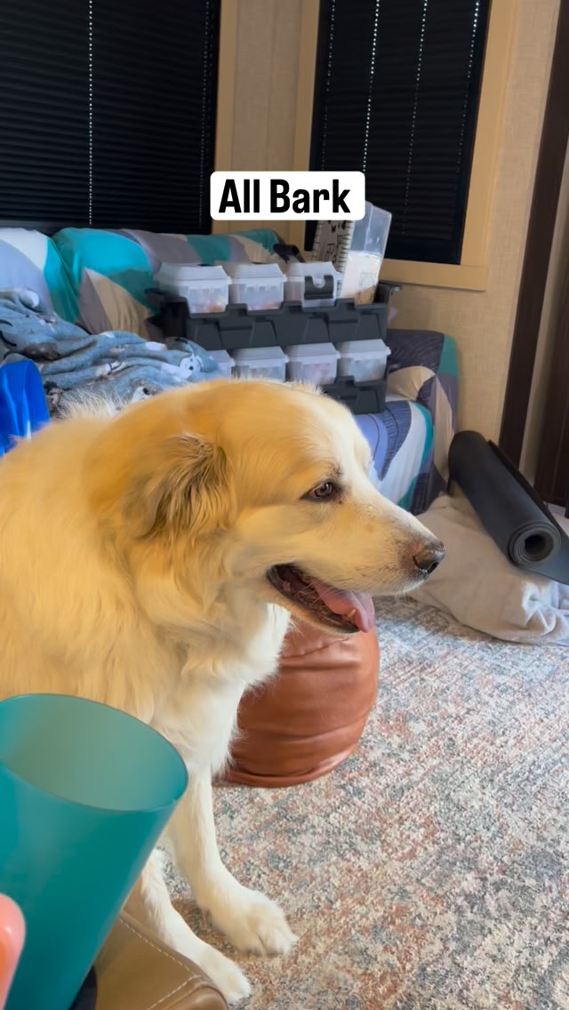 kodiak-is-the-best-guard-dog-until-the-door-is-left-open-and-then-you