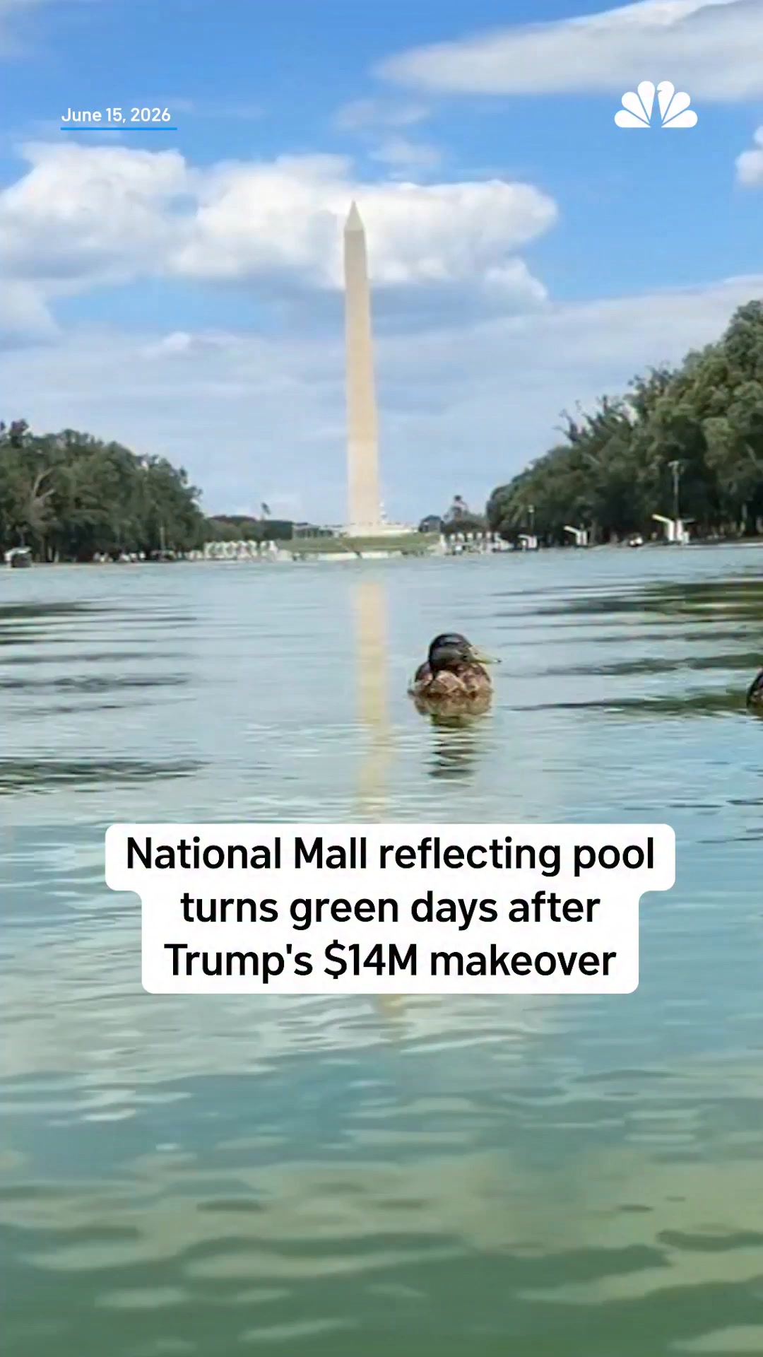 The reflecting pool appeared green just days after President