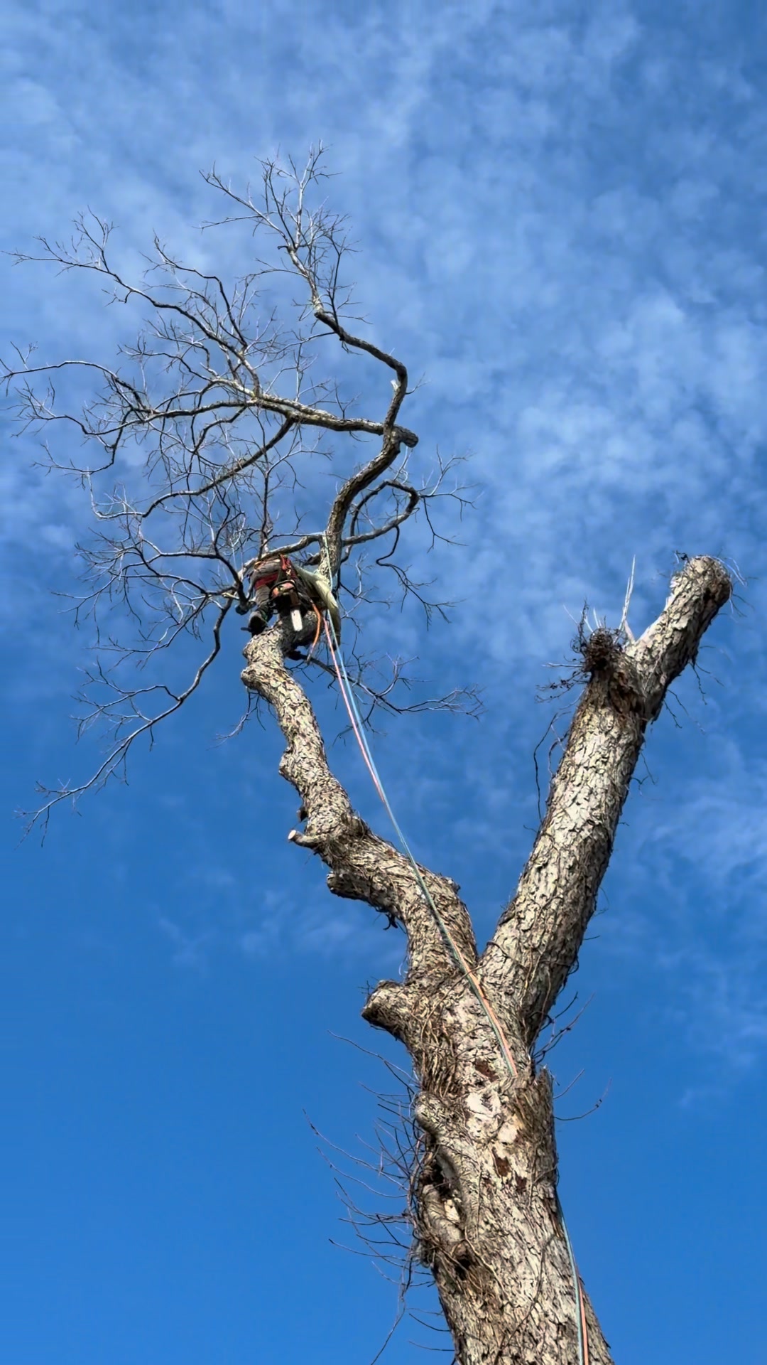 Rojas Tree Service | Rojas Tree Service | Facebook