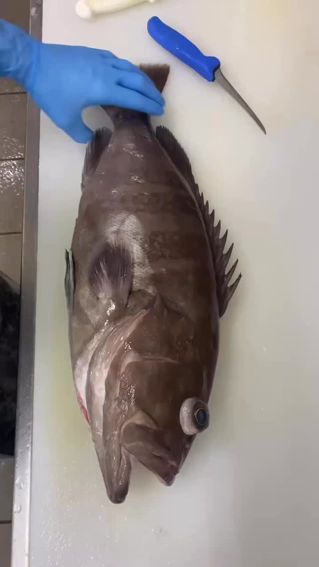 𝑭𝒊𝒔𝒉: eightbargrouper (aka bar cod) Hyporthodus octofasciatus Line ...