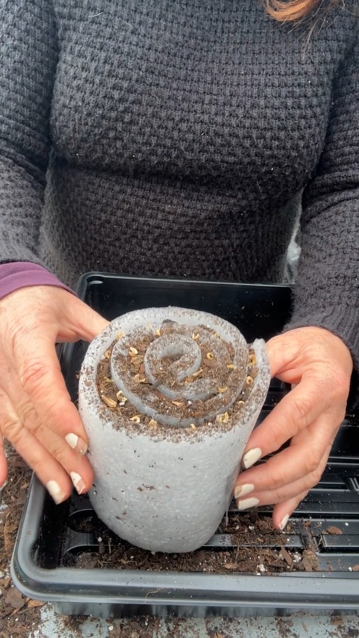The Snail Seeding Method 🐌 The snail method is a great way to start ...