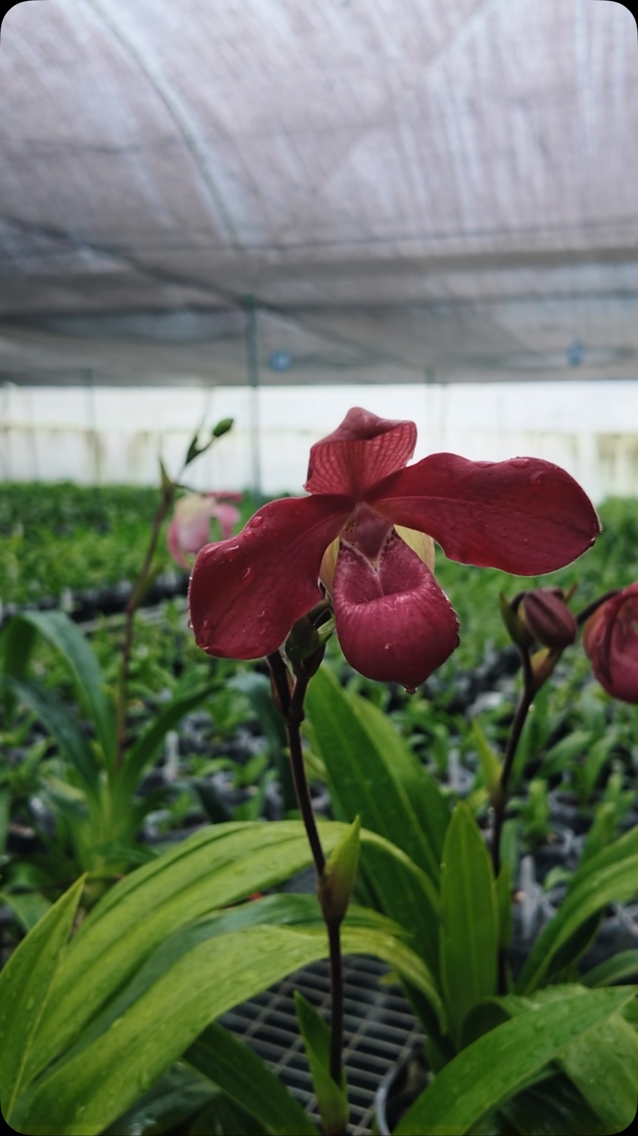 ジュエルオーキッド,tridax red Ecuador Ecuagenera - Phragmipedium Ingrid Portilla. A beautiful hybrid