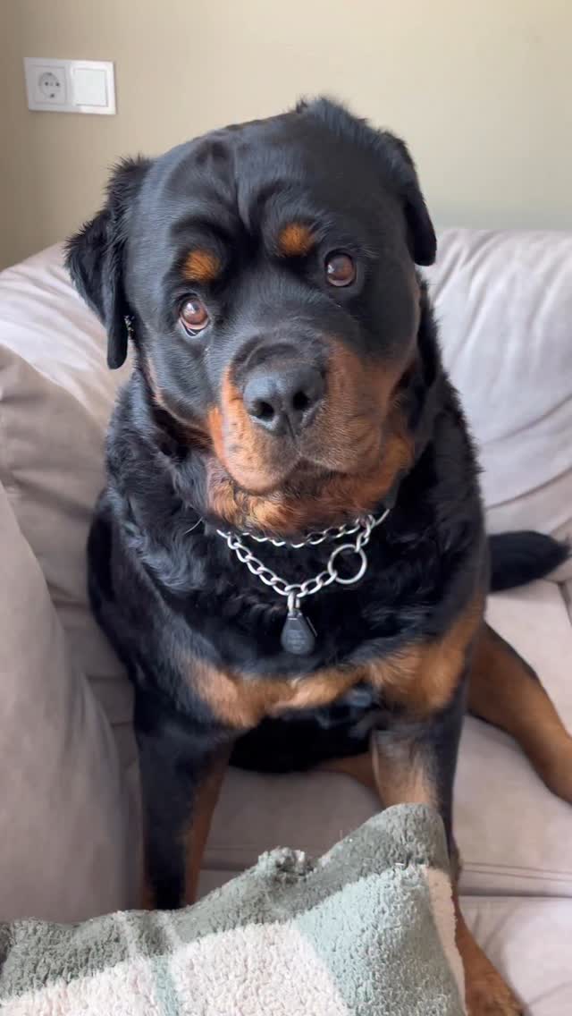 ha ha ha ha #rottweiler #dogsofinstagram #dogs #rottweilerlove # ...