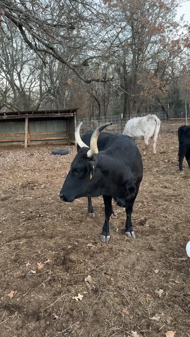 BOI Ranch