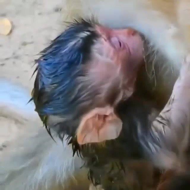 Baby monkey fall down from high tree compilation. | Baby monkey fall ...