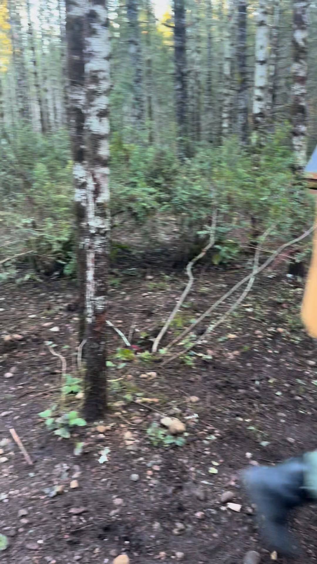 Long before Ireland’s forests fell silent, wolves roamed the island and ...
