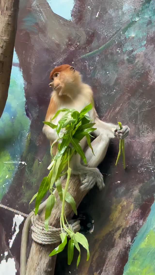 proboscis-monkey-amazing-video-chimelong-monkeynakula-funny