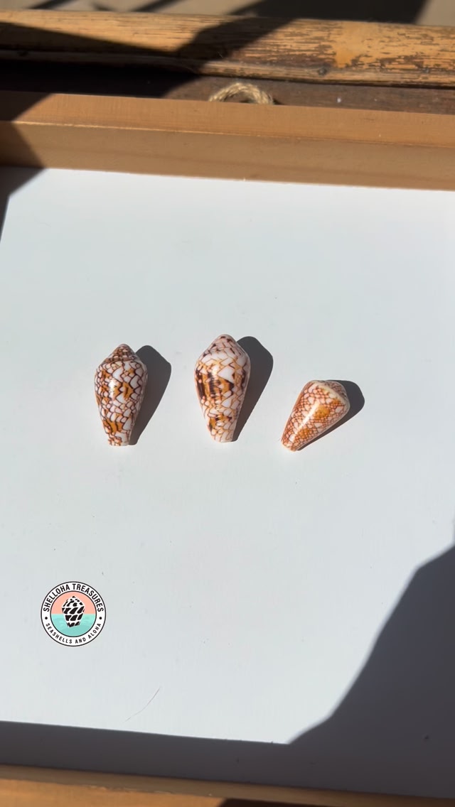 The most commonly mixed up cone shells found in Hawaii! The Textile ...